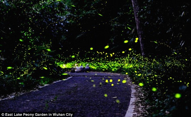 Công viên được chia ra thành 5 khu riêng biệt, mỗi khu dành cho một đối tượng khách khác nhau.