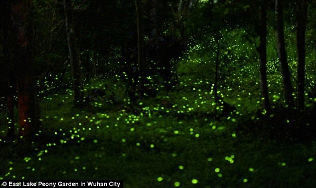 Chỉ trong ngày đầu mở cửa, công viên đã thu hút hơn 10.000 khách. Không ai muốn bỏ lỡ cơ hội được chiêm ngưỡng khung cảnh kỳ ảo này.