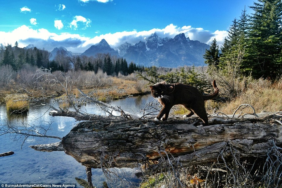 Burma - chú mèo phiêu lưu - đứng trên một thân cây ở công viên quốc gia Grand Teton tại Wyoming.