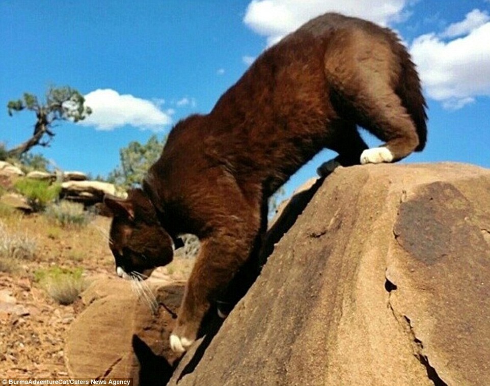 Ở sa mạc miền tây nam, Burma nhảy từ tảng đá này sang tảng đá khác.