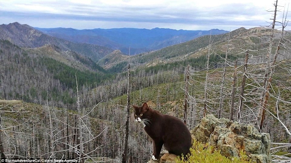 Ban đầu, Stephen đăng tải ảnh Burma như một thú vui.