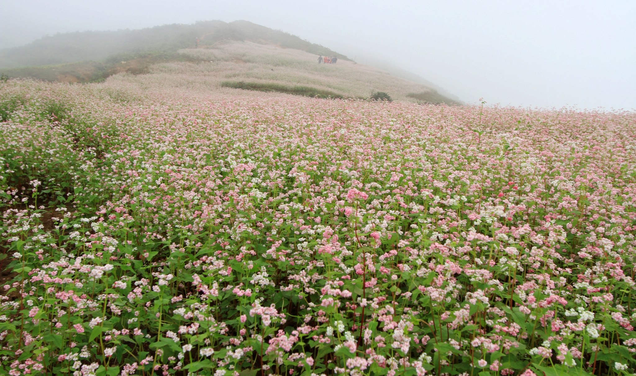 Hà Giang: Nằm cách thủ đô Hà Nội khoảng hơn 300 km, Hà Giang là điểm đến được cả khách du lịch  bụi trong nước và quốc tế yêu thích. Cao nguyên đá Đồng Văn, những vạt tam giác mạch rực rỡ, chợ tình đắm say, con đèo huyền thoại, các món đặc sản độc đáo cùng chén rượu ngô thơm nồng... khiến những người đã từng tới Hà Giang không thể không quay trở lại. Ảnh: Bụi Đường.