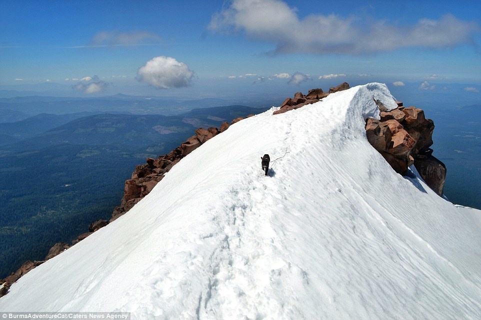 Stephen cho biết Burma không hề tỏ ra sợ hãi dù đang ở độ cao hơn 4.200 m trên miệng núi lửa Cascade ở Oregon.
