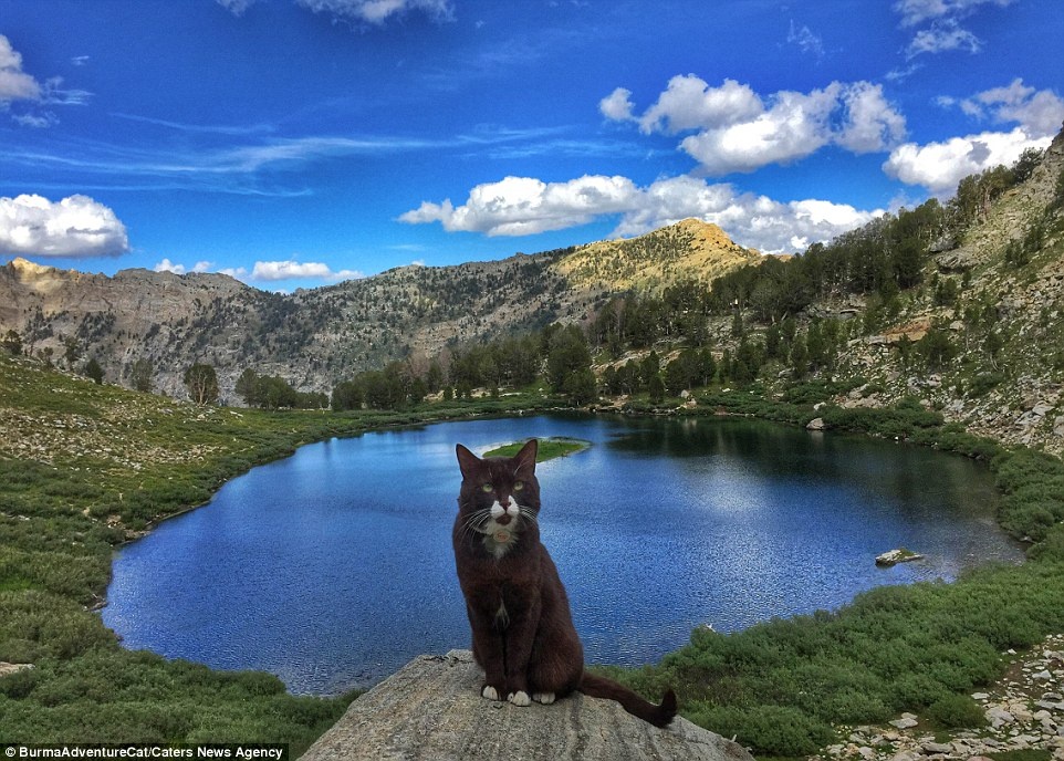 Burma là chú mèo đã truyền cảm hứng cho trang Instagram có tên Adventure Cat. Trong ảnh, Burma đang ở dãy Ruby, Nevada.