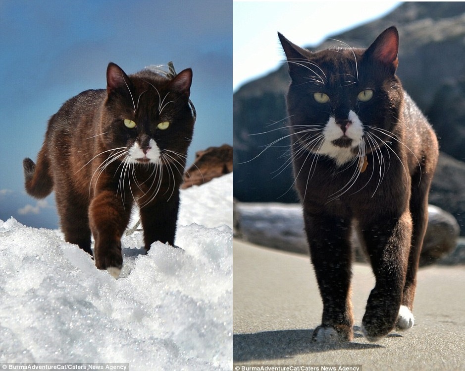 Chú mèo 2 tuổi rưỡi thích thú đi trên tuyết hay cát, tiến về phía Stephen.