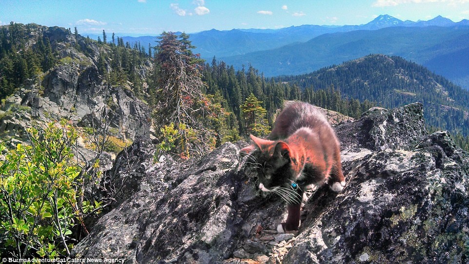Burma cẩn thận dò từng bước trên dãy Siskiyou, một ngọn núi nằm ven biển ở California.