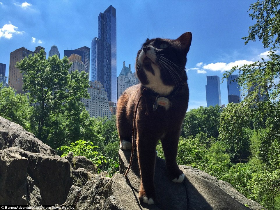 Stephen đã ghi lại những chuyến đi của Burma, từ California tới Oregon và Bờ Đông. Burma đã tới thăm công viên trung tâm ở New York.