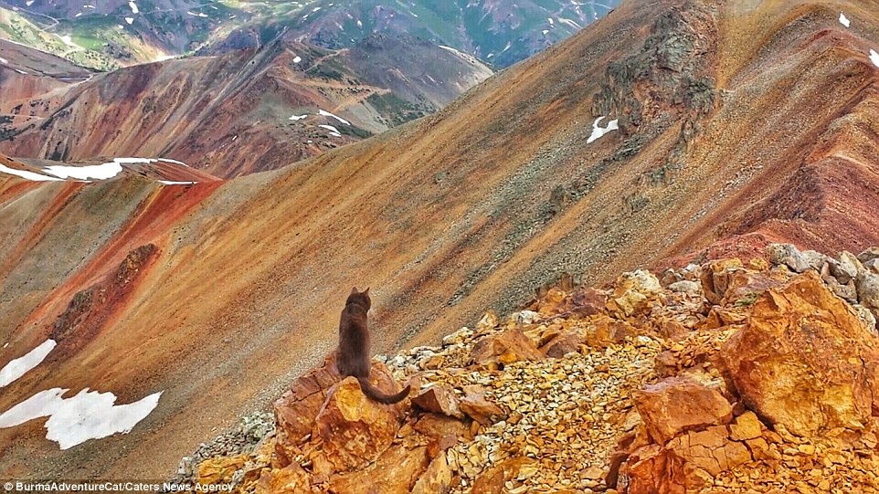 Stephen cho biết Burma thích leo núi từ khi còn nhỏ. Trong ảnh, chú mèo đang ở dãy Juan ở Colorado.