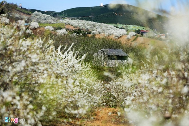 Mộc Châu: Cách Hà Nội 180 km, Mộc Châu là điểm đến không thể bỏ qua, nhất là vào cuối đông, đầu xuân, khi những vạt hoa cải, những vườn mận, vườn đào tưng bừng khoe sắc. Mộc Châu còn là nơi chụp ảnh cưới lý tưởng cho các cặp đôi, cùng những món ăn độc đáo như cải mèo, bê chao, cá suối.