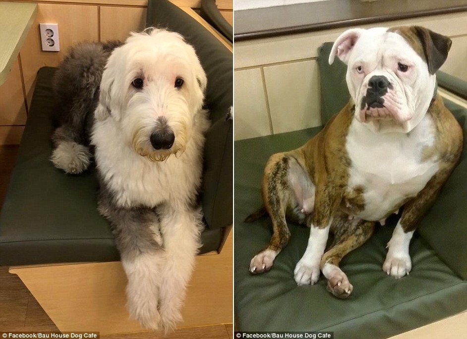 Những chú chó được tự do đi lại khắp quán.