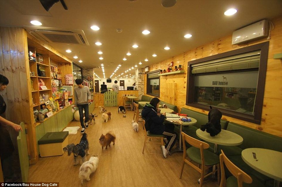 Quán cà phê Bau House ở khu Hongdae, Seoul - thủ đô Hàn Quốc, là thiên đường cho người yêu chó. 
