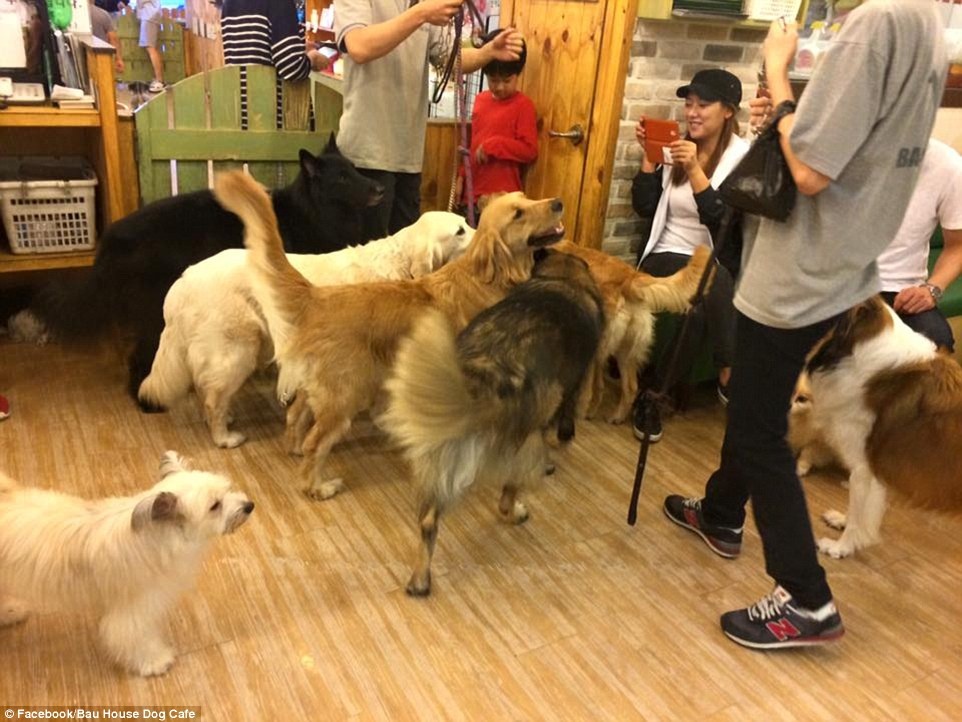 Những chú chó đủ mọi hình dạng, kích cỡ trong quán chào đón mọi du khách. 