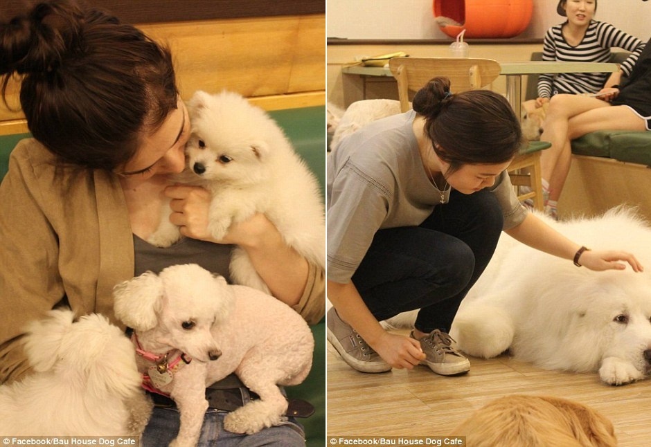 Khách hàng có cún cưng có thể đem chúng tới quán cà phê để chơi cùng các “nhân viên bốn chân” đáng yêu.