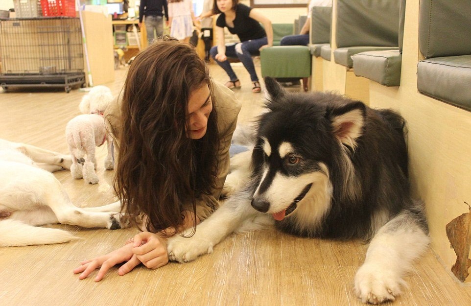 Quan ca phe cun cung hut khach o Han Quoc hinh anh