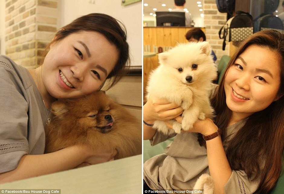 Những chú cún nhỏ nhắn thường được nhiều khách yêu thích hơn vì chúng thích sự chú ý của người mới đến. 