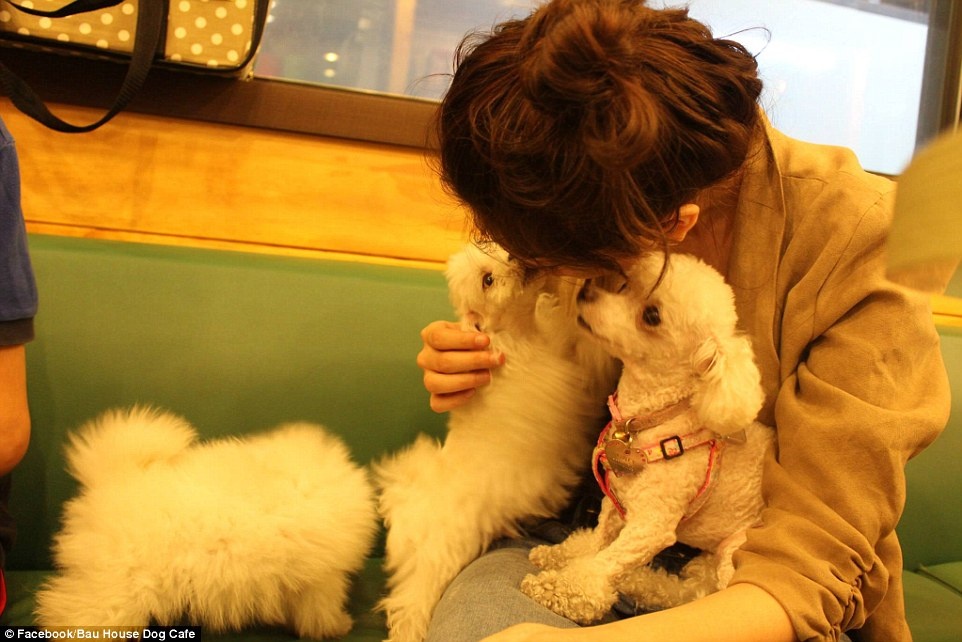 Quán cà phê này khá nổi tiếng trong giới khách du lịch. Phần lớn du khách tới đây đều đánh giá quán là “tuyệt vời” trên TripAdvisor.