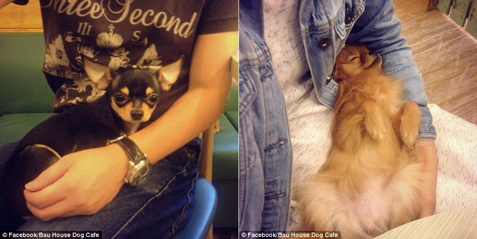 Bau House  có rất nhiều giống chó khác nhau, từ Golden Retriever, Beagle tới Cockapoo và Labrador.