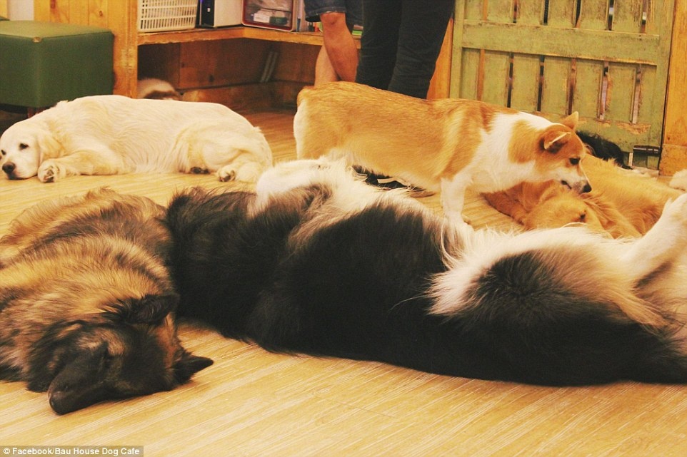 Du khách được vào cửa miễn phí, nhưng nên gọi ít nhất một món đồ uống khi chơi đùa với các chú cún đáng yêu của Bau House.