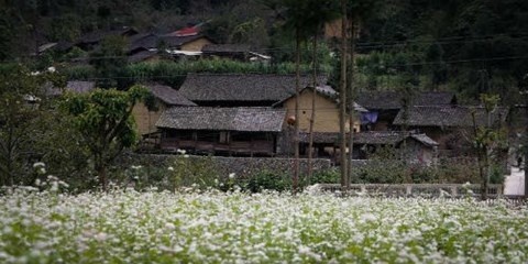 Những đồng hoa bên bờ rào đá.