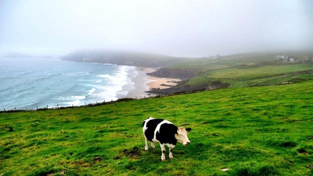 Đồng cỏ xanh mướt ở bán đảo Dingle của Ireland.