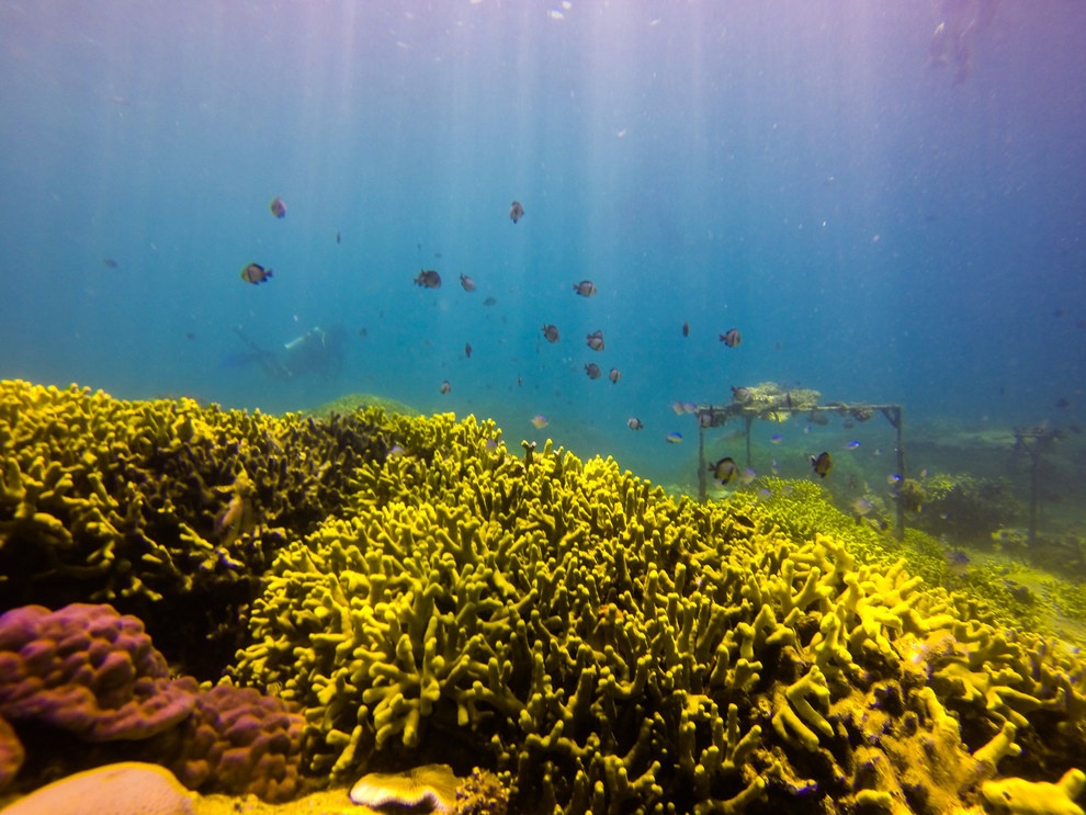 Ngay cả ở dưới mặt nước, Việt Nam cũng có những cảnh đẹp hấp dẫn. Bạn có thể lặn biển ở Nha Trang để ngắm san hô và các loài cá rực rỡ sắc màu.