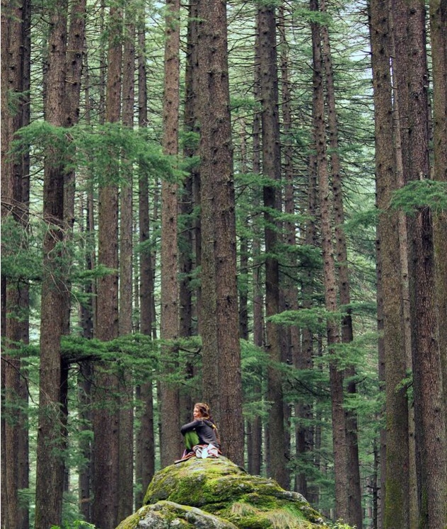 Bức ảnh của Manish Kumar cho người xem trải nghiệm cảm giác đang ngồi giữa khung cảnh tuyệt đẹp, nơi có tiếng chim hót ríu rít, không khí trong lành tràn ngập mùi thông.