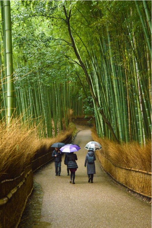 Rừng tre Arashiyama ở Kyoto, Nhật Bản, dưới góc máy của Jenilyn Fabian.