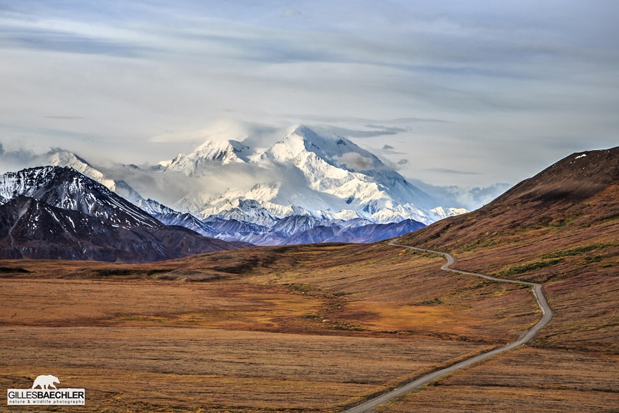 Nếu có “máu phiêu lưu”, bạn có thể lái xa theo tuyến đường bộ xuyên qua Denali.