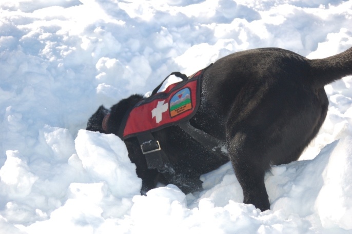 Một chú chó cứu hộ đang tập luyện ở khu trượt tuyết.