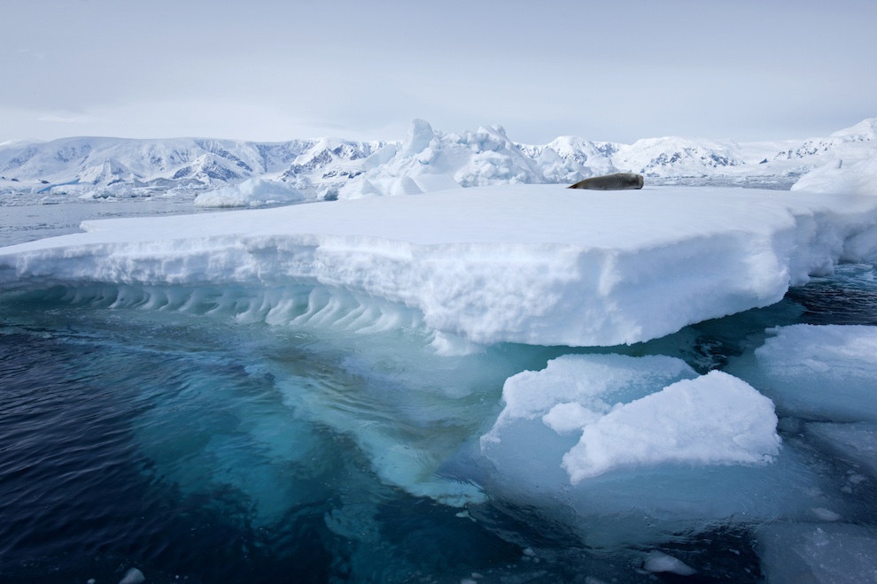 Vịnh Wilhelmina ở Nam Cực với những khối băng tuyết trắng xóa.