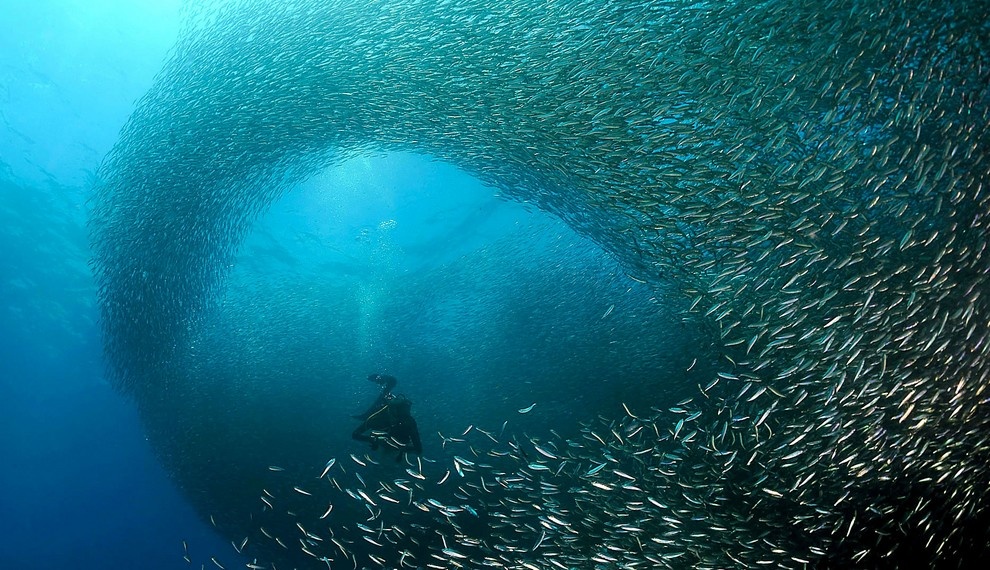 Cuộc di cư vĩ đại: Hàng năm, một lượng lớn cá mòi lại di chuyển dọc mũi Đông và Natal. Đây được coi là một trong những cuộc di cư vĩ đại nhất của tự nhiên, khiến du khách choáng ngợp. Ảnh: Sharkbookings.