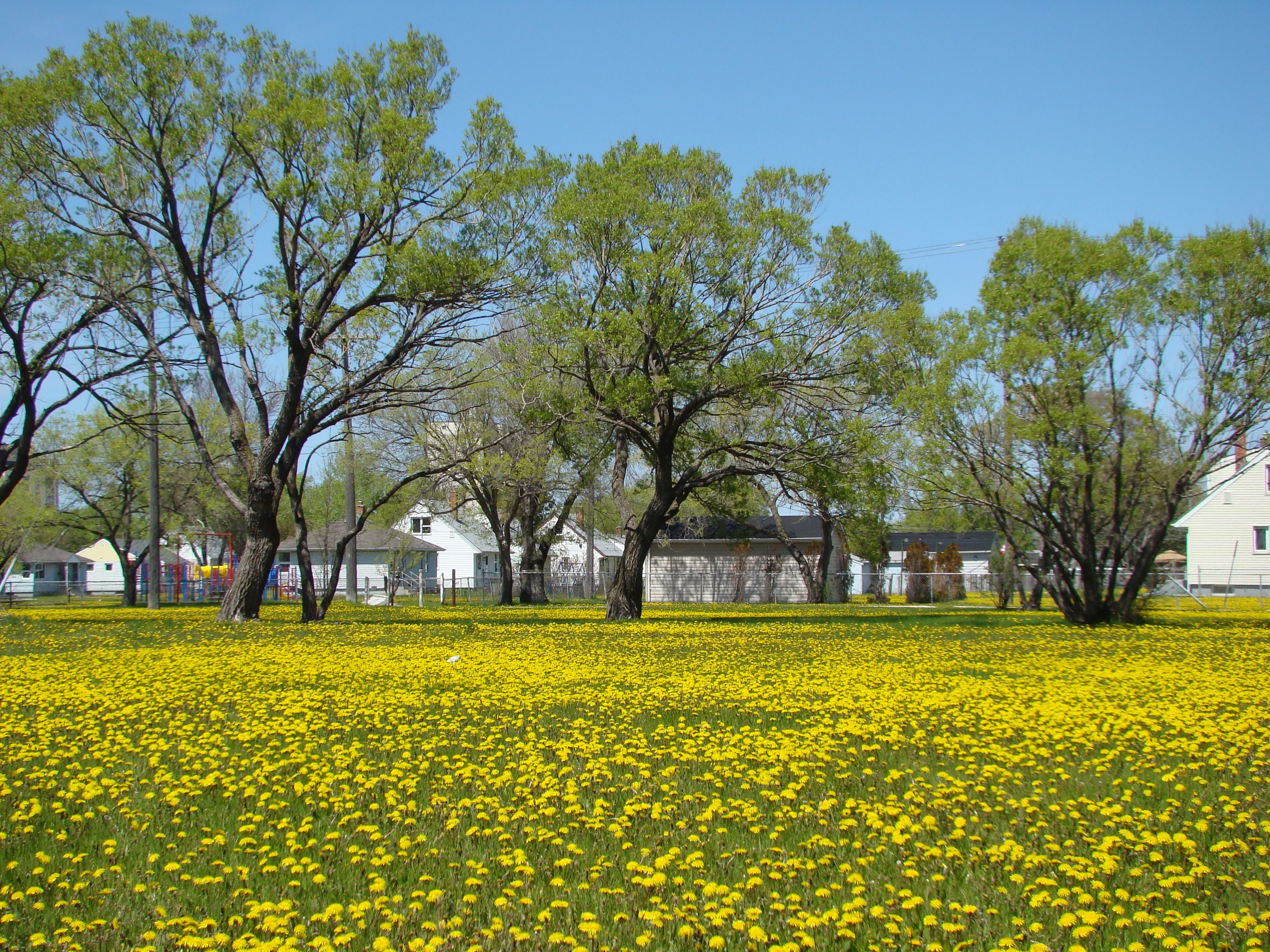Winnipeg, Canada: Thành phố này là điểm dừng chân nổi tiếng trên tuyến đường du lịch bằng tàu hỏa hay xe hơi của Canada,  nơi dành cho những người yêu gấu Bắc Cực và cá voi Beluga. Bản thân thành phố này cũng có nhiều điều thú vị, đáng để khám phá. Ảnh: Gocanada.