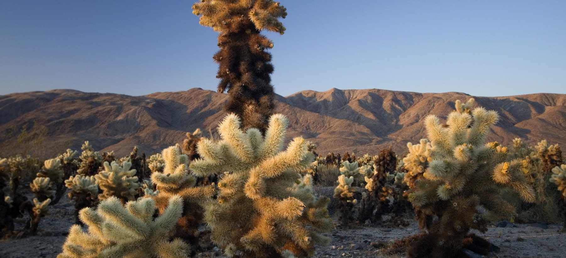 Công viên quốc gia Joshua Tree, Mỹ: Sự tĩnh lặng của sa mạc sẽ tràn vào tâm hồn bạn ngay khi tới công viên quốc gia này. Những cây Joshua khổng lồ đem lại cho công viên này một vẻ đẹp khác lạ, khiến bạn có cảm giác như lạc vào một thế giới khác. Chẳng còn gì tuyệt bằng được cắm trại ở đây buổi đêm và ngắm nhìn bầu trời sao lộng lẫy.