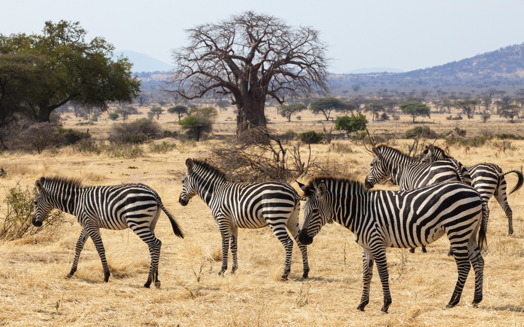 Đi ngắm voi ở trại Jongomero, Tanzania: Khu nghỉ dưỡng ở miền Nam Tanzania này yêu cầu du khách giao các thiết bị công nghệ cho họ trong thời gian nghỉ tại đây. Thay vào đó, bạn sẽ được chiêm ngưỡng những động vật hoang dã tuyệt vời trên đồng cỏ châu Phi.