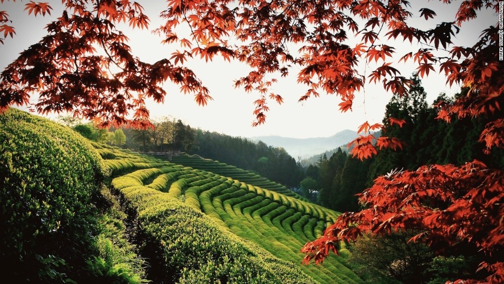 Đồi chè Boseong, Hàn Quốc: Khoảng 40% lượng trà ở Hàn Quốc được sản xuất tại Boseong, đây cũng là bối cảnh cho nhiều bộ phim lãng mạn. Những đồi chè trải dài ngút tầm mắt cùng những món ngon từ trà xanh thu hút nhiều du khách tới đây hàng năm.