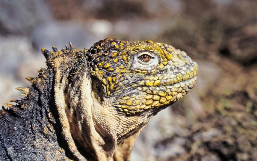 14. Khám phá quần đảo Galápagos: Nơi đã tạo cảm hứng cho Darwin viết một trong những thuyết khoa học có tầm quan trọng lớn trong lịch sử đón tới 170.000 lượt khách mỗi năm. Lượng du khách lớn ảnh hưởng không nhỏ tới môi trường sống tự nhiên ở đây. Ngoài ra, quần đảo còn phải đối mặt với mối nguy từ nhiệt độ nước tăng cao, cũng như ô nhiễm và việc đánh bắt trái phép.