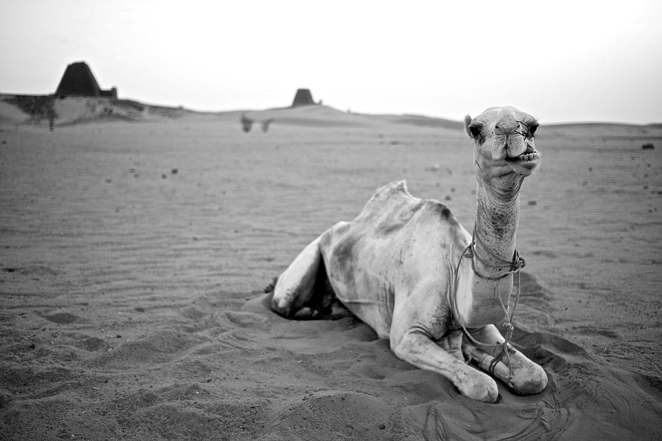 Lạc đà có vị trí quan trọng trong cuộc sống của người Sudan, đặc biệt là với bộ tộc du mục Bedouin. Họ sử dụng chúng làm phương tiện chuyên chở và thực phẩm.