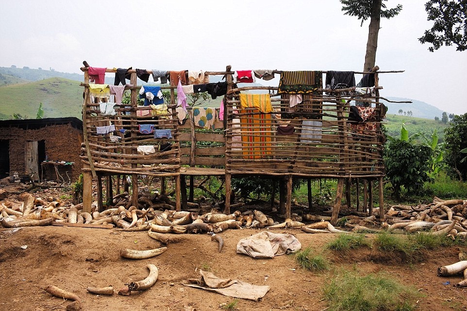 Ở Uganda, Wood bắt gặp một xưởng làm cúc áo. Ban đầu anh tưởng đây là ngà voi, nhưng hóa ra chúng chỉ là sừng bò.