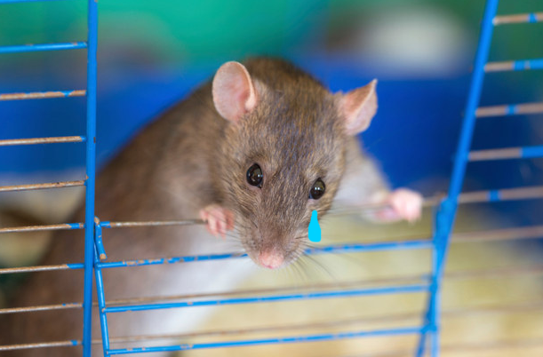 Ngoài ra, người dân vùng này còn không được mua bán và nuôi chuột trừ khi có giấy phép đặc biệt.