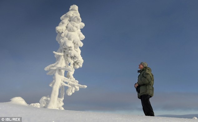 Cây đã sống vô danh tới năm 2004, khi được nhà địa chất Leif Kullman phát hiện và đặt tên là Tjikko (theo tên chú chó đã qua đời của ông). Các nhà khoa học đã dùng phương pháp carbon để xác định tuổi của hệ rễ cây - vốn lâu đời hơn thân cây phía trên mặt đất tới hàng nghìn năm. 