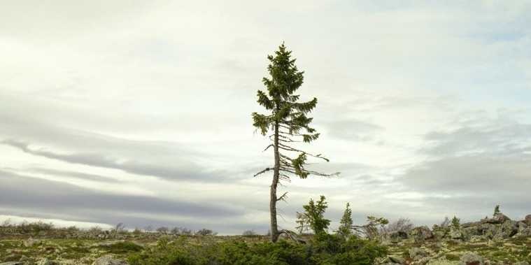 Tjikko nảy mầm từ cách đây khoảng 9.550 năm, khi vương quốc Anh vẫn còn nối liên với châu Âu bởi một dải băng đá, và các sông băng  mới chỉ bắt đầu lùi dần trên vùng Scandinavia.