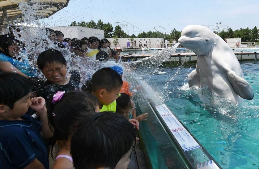 Một chú cá voi beluga phun nước vào các du khách ở công viên thủy sinh Hakkeijima Sea Paradise, Yokohama, ngoại ô Tokyo. 