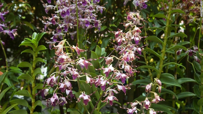 Mẫu phong lan này mang tên cựu Thủ tướng Anh Magaret Thatcher.