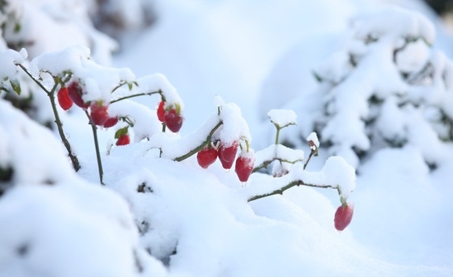 Noi nao co the ngam tuyet o Viet Nam? hinh anh