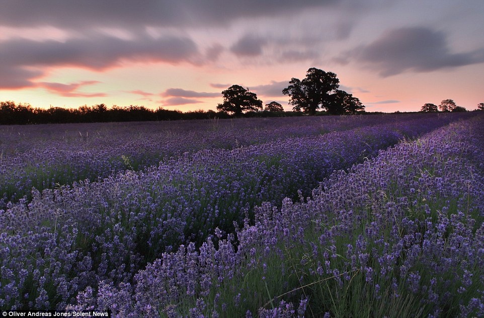 Hoàng hôn trên cánh đồng oải hương ở Faukland, Somerset, là một trong vô vàn bức ảnh được Oliver chụp ở Anh.