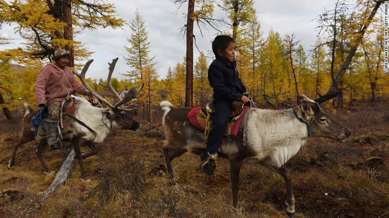 Một chú tuần lộc có thể đi được 30 km một ngày.