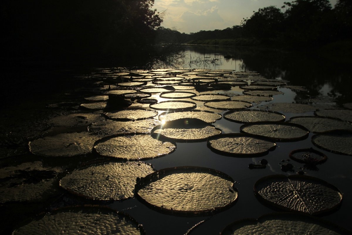 Lượng thực vật phong phú của Amazon tạo ra 20% oxy cho thế giới, khiến khu rừng này có tên “lá phổi của trái đất”.