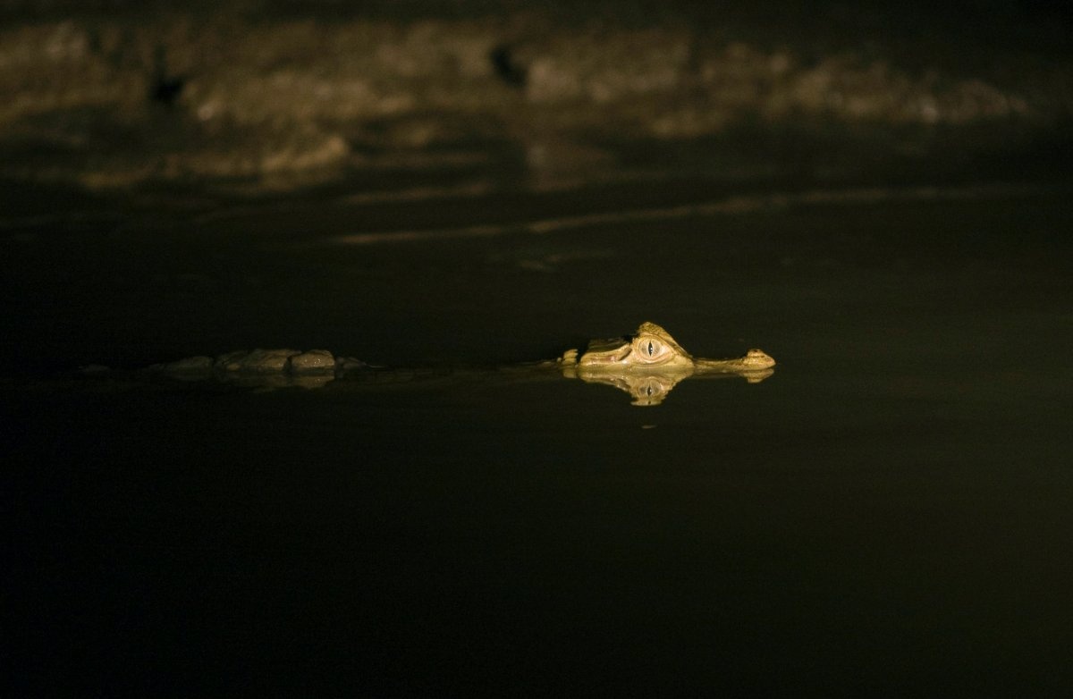 Thức ăn luôn được khai thác từ nguồn địa phương. Người dân thường săn các loài sống ở sông như cá, rùa và cá sấu.