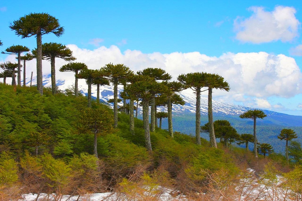 Rừng Aracuaria, Chile: Thông Aracuraria của Chile có thể sống tới 1.000 năm. Chúng đã tiến hóa và duy trì hình dạng như một cây chổi ngược để chống lại các loài khủng long ăn lá từ 180 triệu năm trước, khi khu rừng mới hình thành. Bạn có thể ghé thăm công viên quốc gia Conguillio và Tolhuacaca, nơi có những khoảng rừng thông tuyệt đẹp giữa núi non hùng vĩ. Ảnh: Ophir Michaeli.