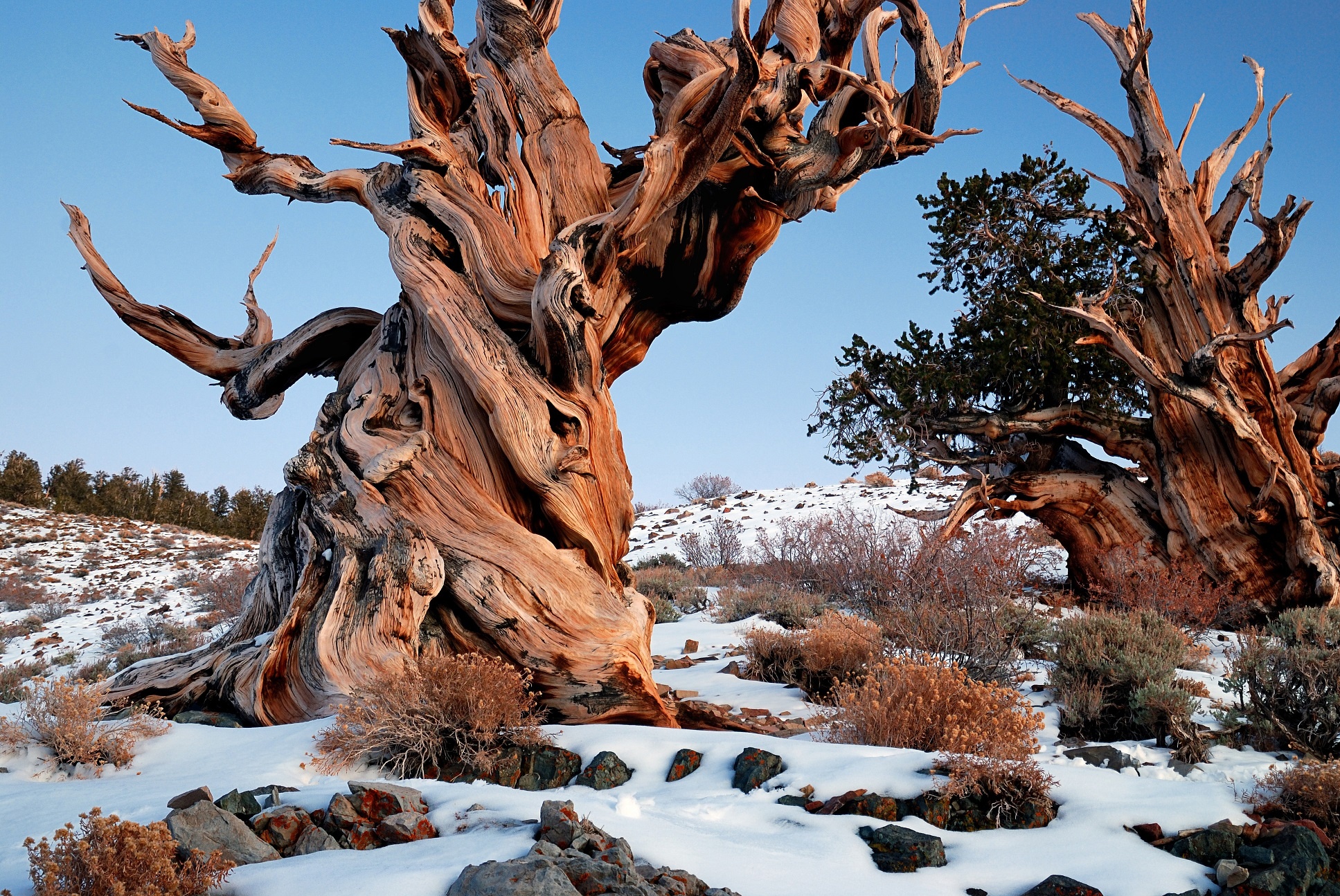 Rừng thông cổ Bristlecone, California, Mỹ: Những cây thông Bristlecone nhìn như cảnh trong phim “Chúa nhẫn” hơn là đời thực. Trong số đó, cây thông có tên Methuselah đã hơn 4.800 năm tuổi. Vị trí của cây được giữ bí mật để đảm bảo an toàn. Tuy nhiên, du khách có thể chiêm ngưỡng họ hàng của Methuselah ở rừng quốc gia Inyo.